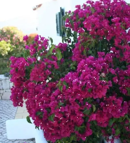 Villa Eira Dos Moinhos